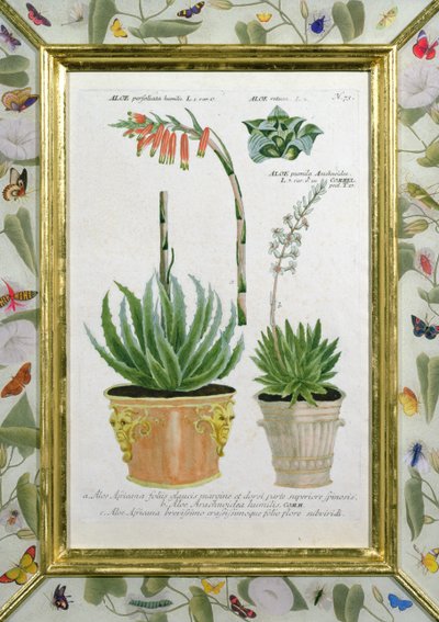 Aloe by Johann Wilhelm Weinman